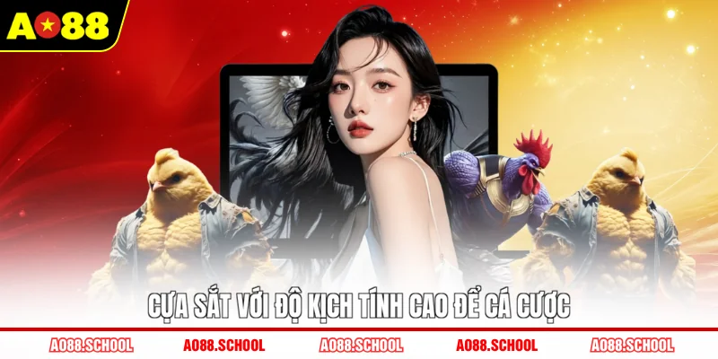 Cựa sắt với độ kịch tính cao để cá cược